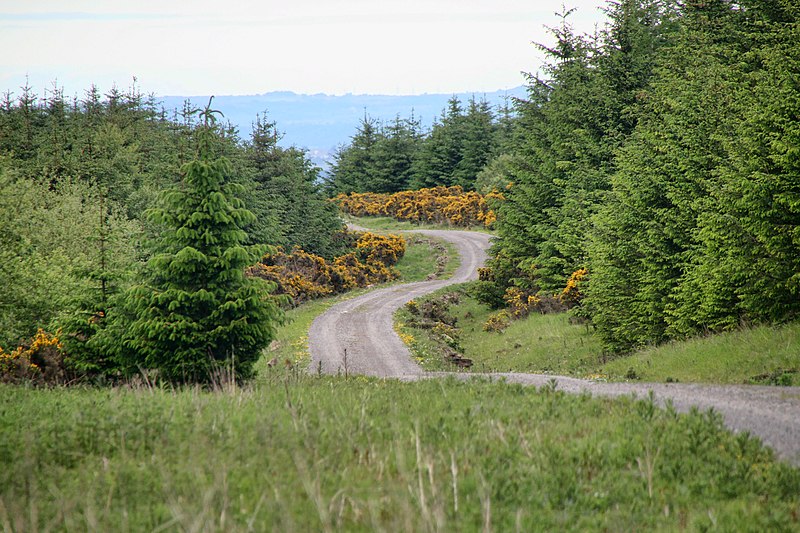 800px-hamsterley forest - geograph.org.uk - 1911193