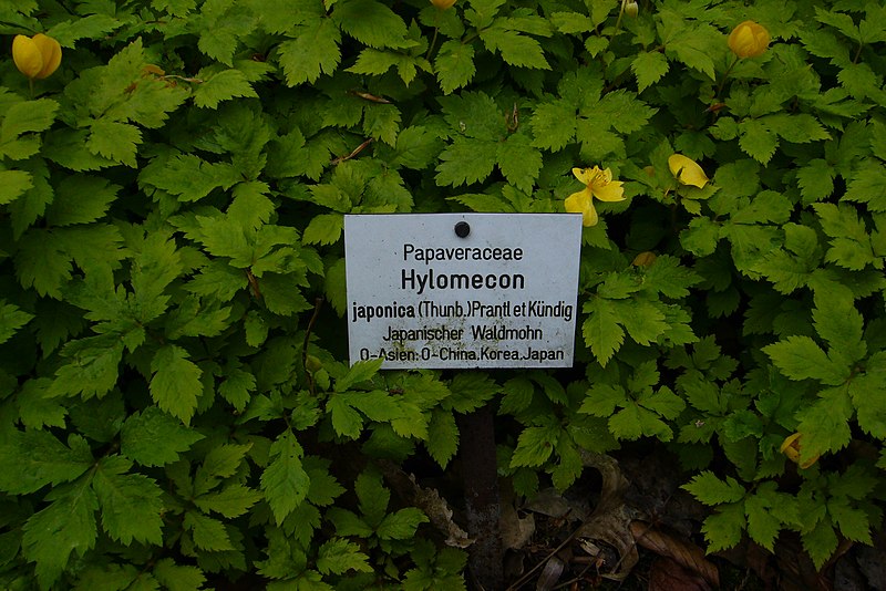 800px-hylomecon japonica im botanischen garten rostock