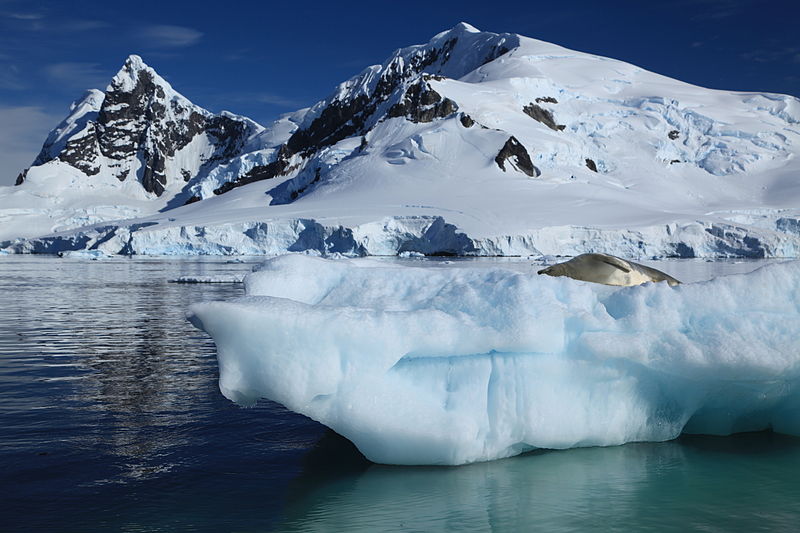 800px-iceberg with crabeater seal in paradise harbour%2c antarctica %286087880422%29
