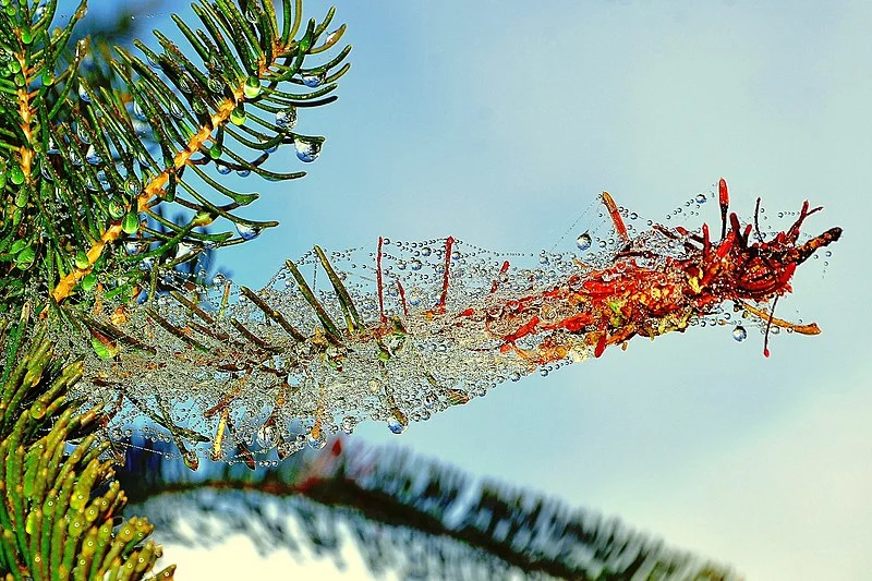 800px-jewel-encrusted sprig of grevillea