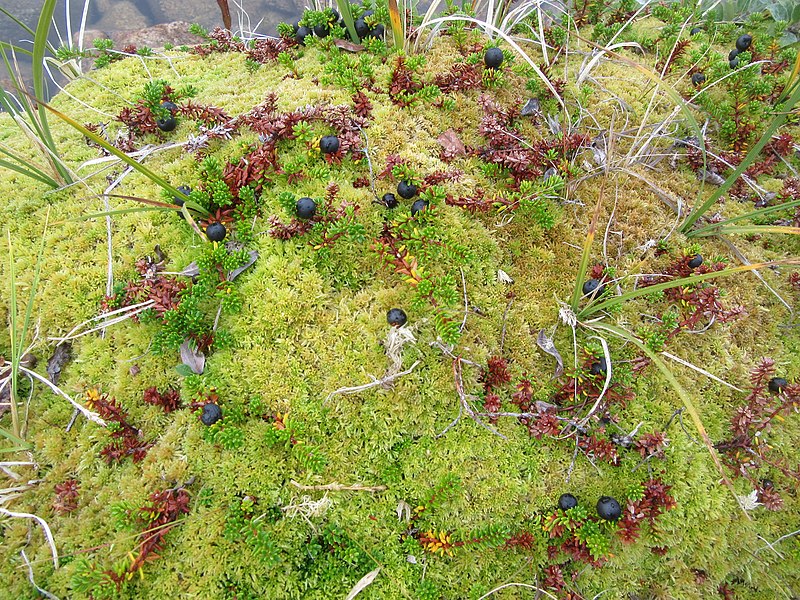 800px-juniper berries lake tasersuaq hike qaqortoq greenland