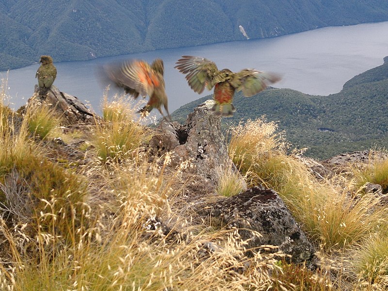 800px-kea next to the kepler track above luxmore hut overlooking south fiord lake te anau