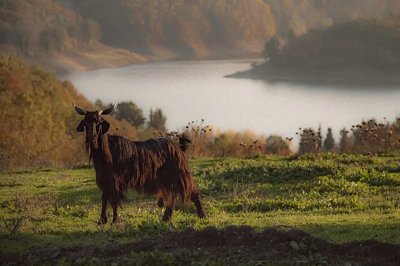 800px-lago di pietra del pertusillo