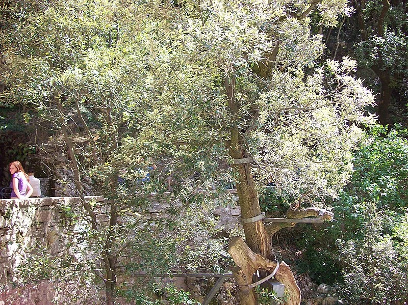800px-leccio secolare%2c predica agli uccelli di san francesco %28eremo delle carceri%2c assisi%29