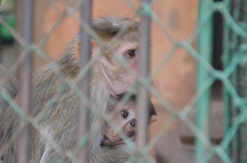 800px-macaca radiata in alexandria zoo%2c 2015