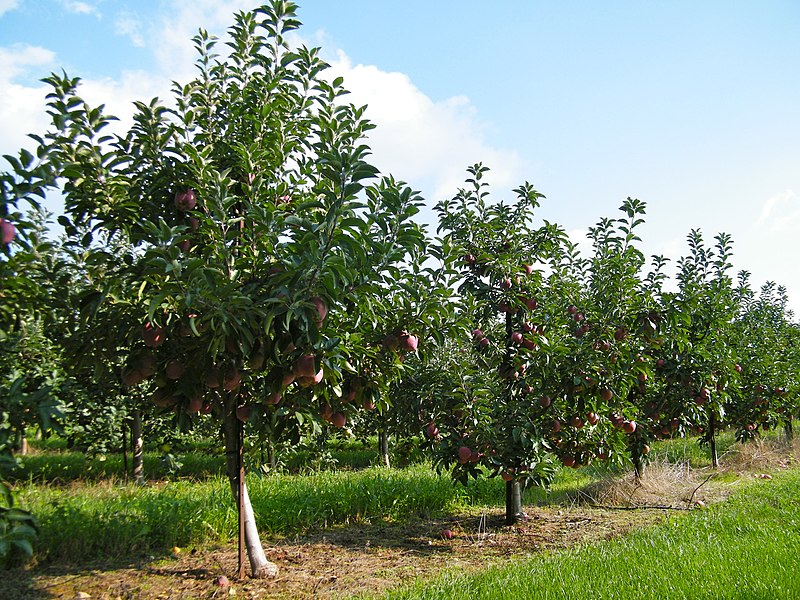 800px-marker-miller orchards a - sarah stierch