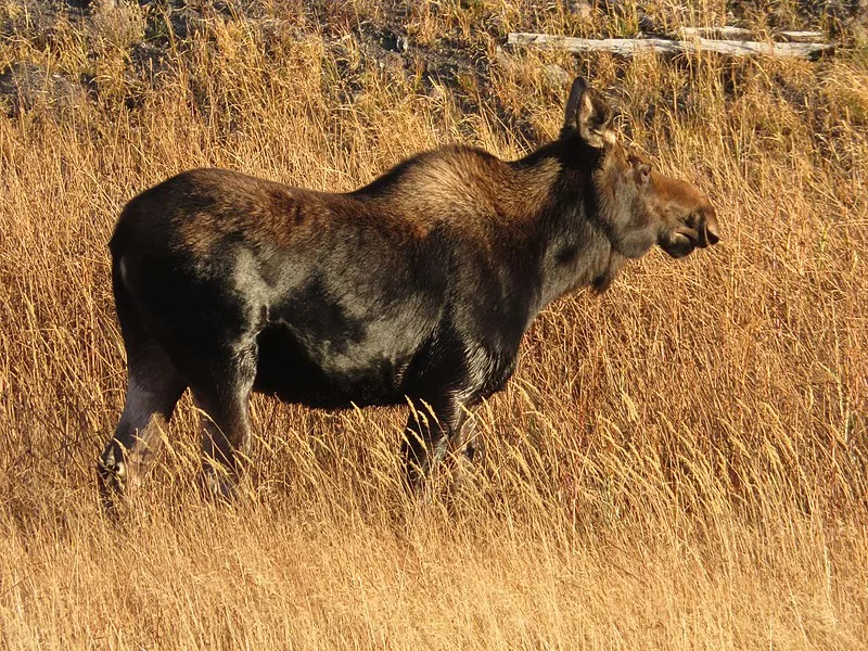 800px-moose%2c madison river%2c yellowstone national park%2c wyoming %2850429758591%29