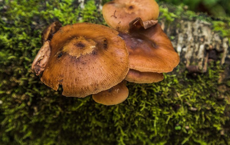 800px-munising falls mushrooms michigan %2831003757481%29