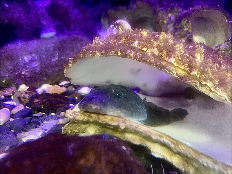 800px-northern clingfish oregon coast aquarium