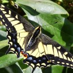 800px Papilio zelicaon female