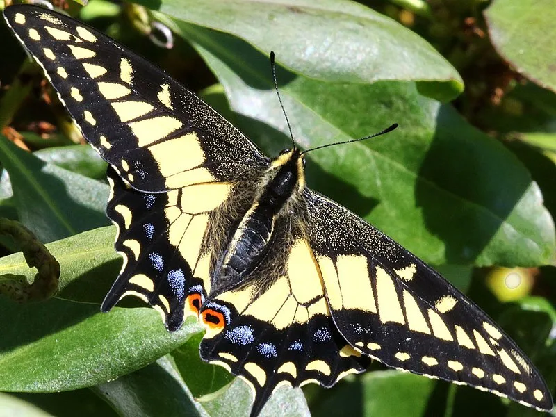 800px Papilio zelicaon female 800px-papilio zelicaon-female