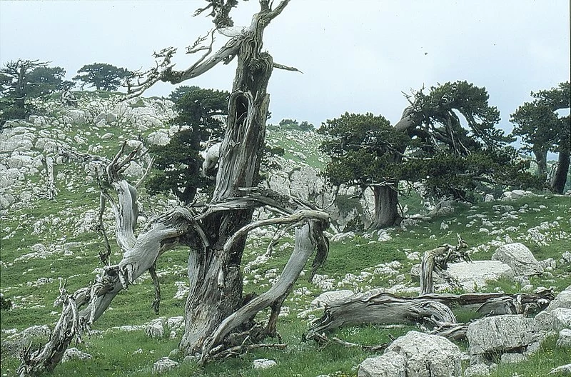 800px-parco del pollino-pini loricati