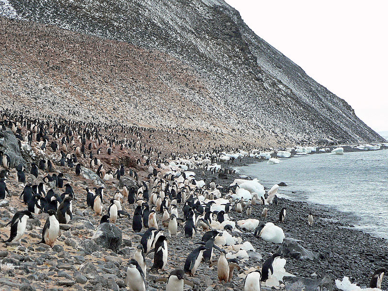 800px-paulet island adelie pinguin kolonie
