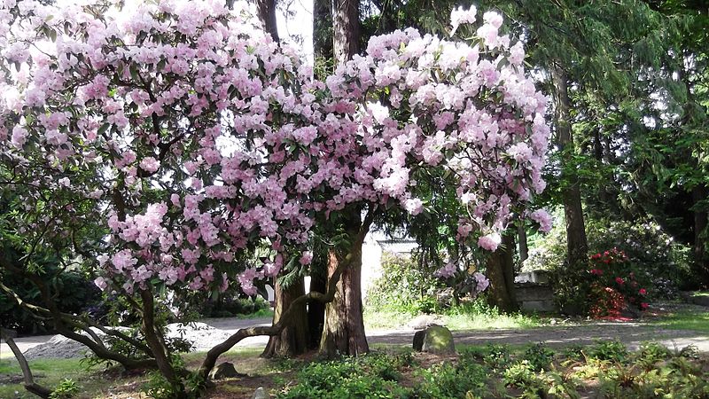 800px-rhododendron park - flickr - brewbooks