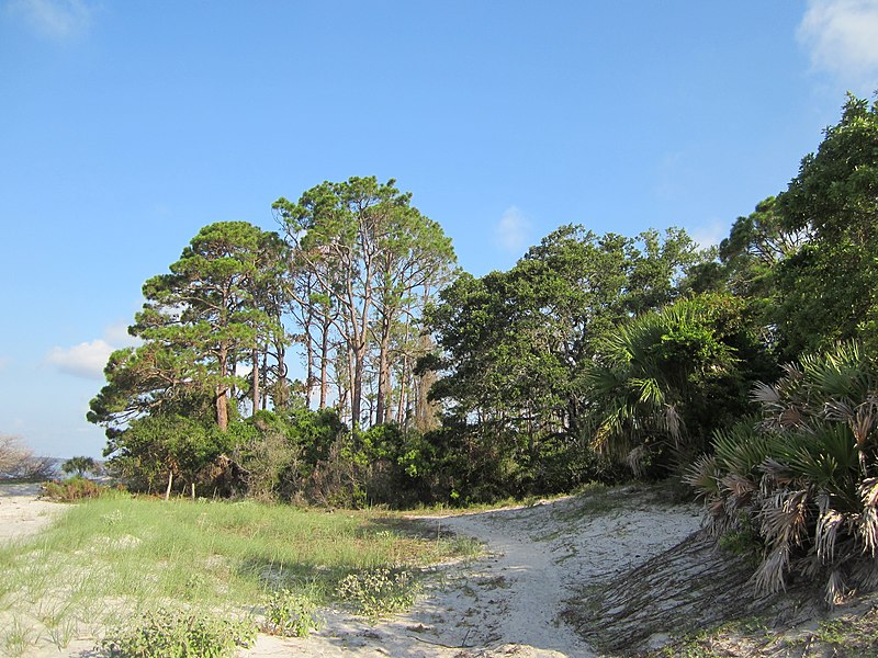 800px-south end trail in cumberland island national seashore
