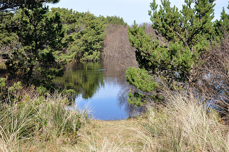 800px-south beach state park pond