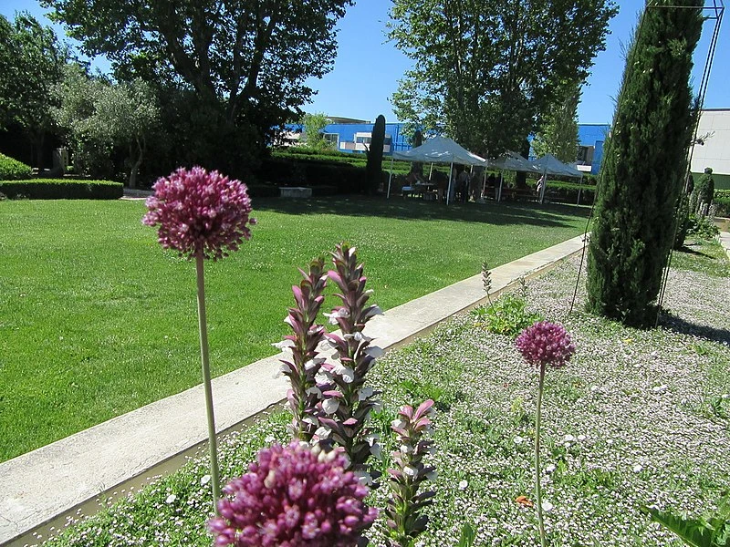 800px-spina du jardin hortus en fleurs