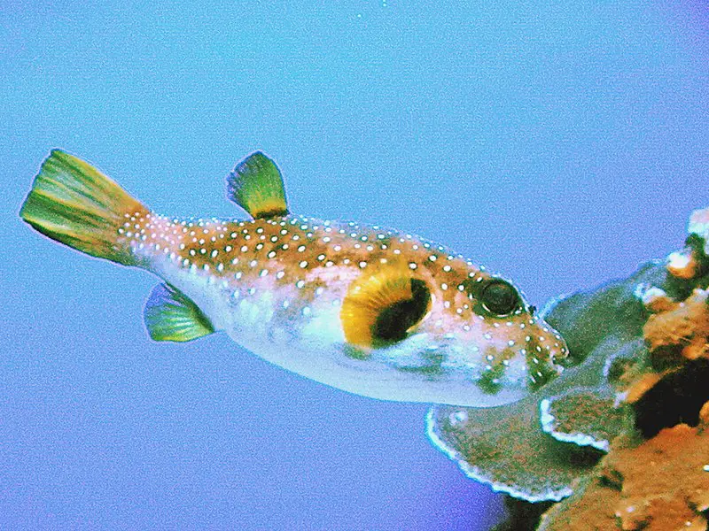 800px-spotted boxfish at maui ocean aquarium. james brennan molokai hawaii - panoramio