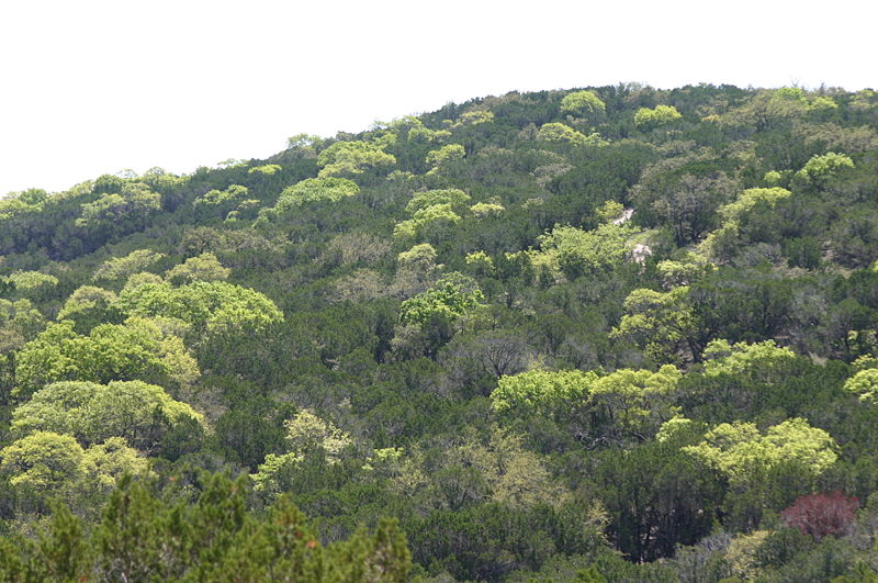 800px-spring forest leaves in texas hill country