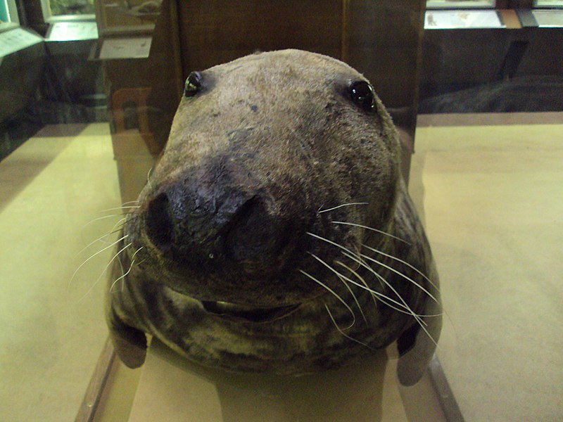 800px-stuffed seal%2c warrington museum - dsc05953