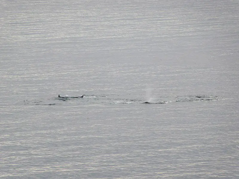 800px-whales in the water charlotte bay area coral princess antarctica