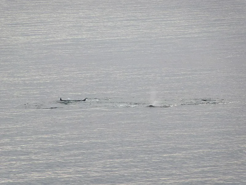 800px-whales in the water charlotte bay area coral princess antarctica