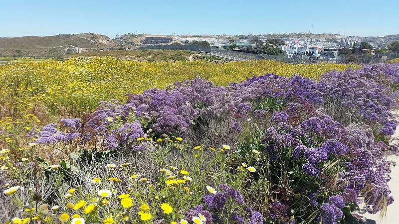 800px-wildflowers east of international friendship park