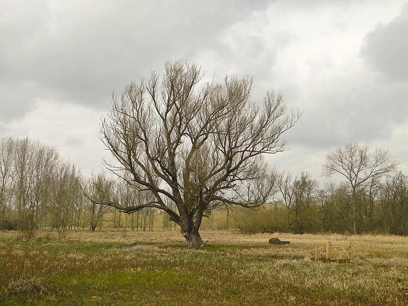 800px-willow tree on marston marshes%2c near norwich - geograph.org.uk - 2306009