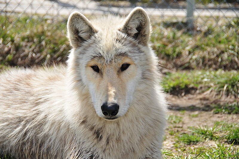 800px-wolf park indiana %288613801158%29
