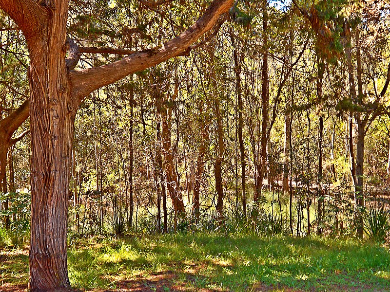 800px-woodland in kooloonbung creek nature park%2c port macquarie nsw
