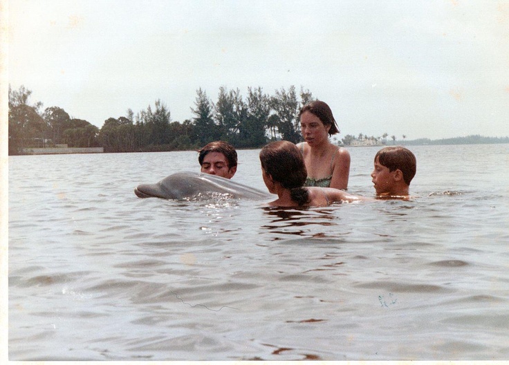 Children encounter wild dolphin lonesome george in jupiter%2c florida %281967%29