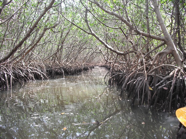 Fl-mangrove-clw