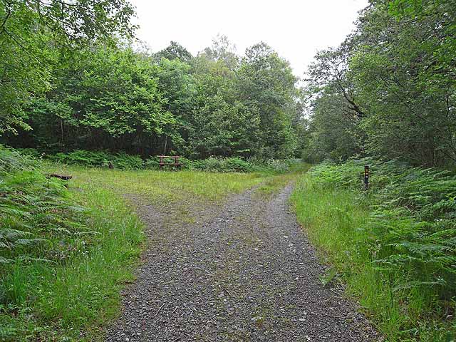 Path junction in brackloon wood - geograph.org.uk - 1402093