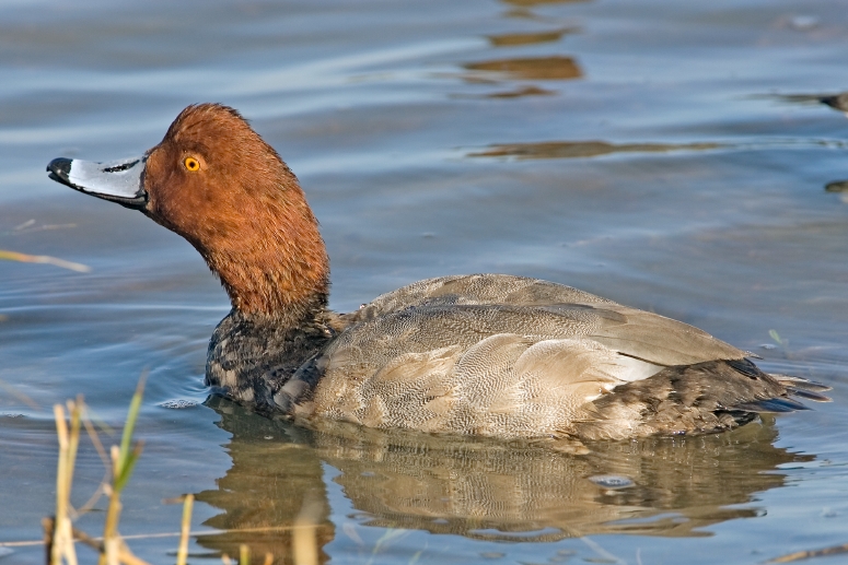 Redhead duck 1