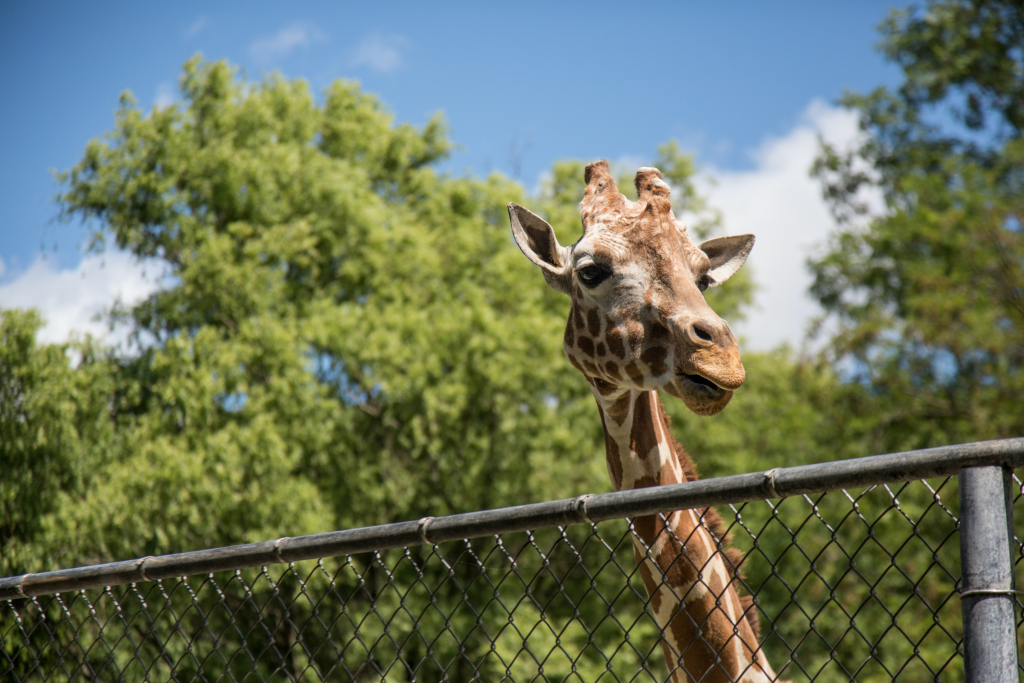 12 Of The Best Zoos For A Day Out In England - Touristwire