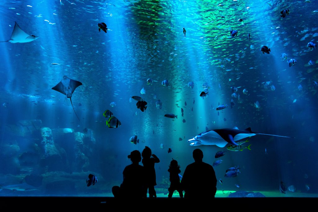 The Best Aquariums in North Carolina Touristwire
