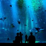 The Best Aquariums in North Carolina