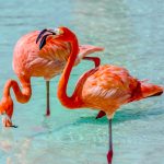 The Complete Guide To Flamingo Beach Aruba