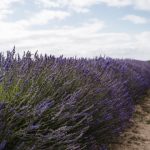 Lavender Farms In Virginia