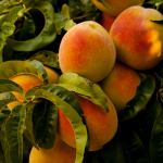 Pick Your Own Texas Peach Farms