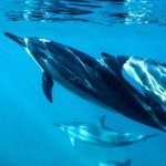 Swimming with Dolphins Best Places in the World