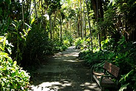 Foster Botanical Garden, Honolulu. https://commons.wikimedia.org/w/index.php?search=foster+botanical+garden+honolulu&title=Special:MediaSearch&go=Go&type=image