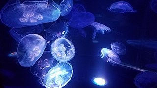 Jellyfish at Waikiki Aquarium. https://commons.wikimedia.org/w/index.php?search=waikiki+aquarium+honolulu&title=Special:MediaSearch&go=Go&type=image
