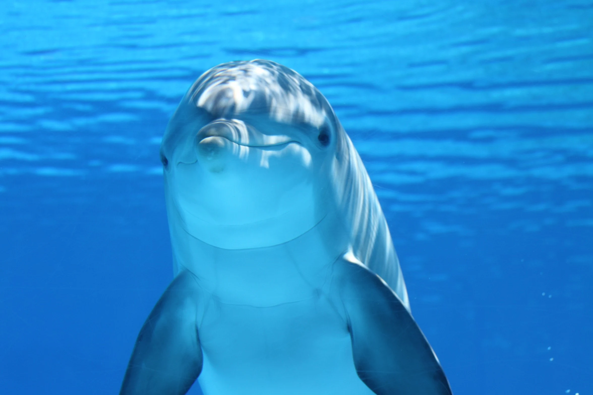 Pexels (https://touristwire.com/wp-content/uploads/2023/05/dolphin-marine-mammals-water-sea-64219.jpg)
