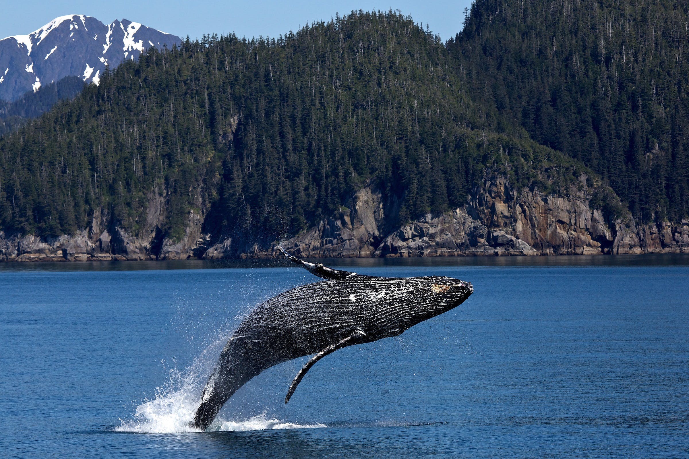 Free Humpback Whale Jumping on Ocean  Stock Photo