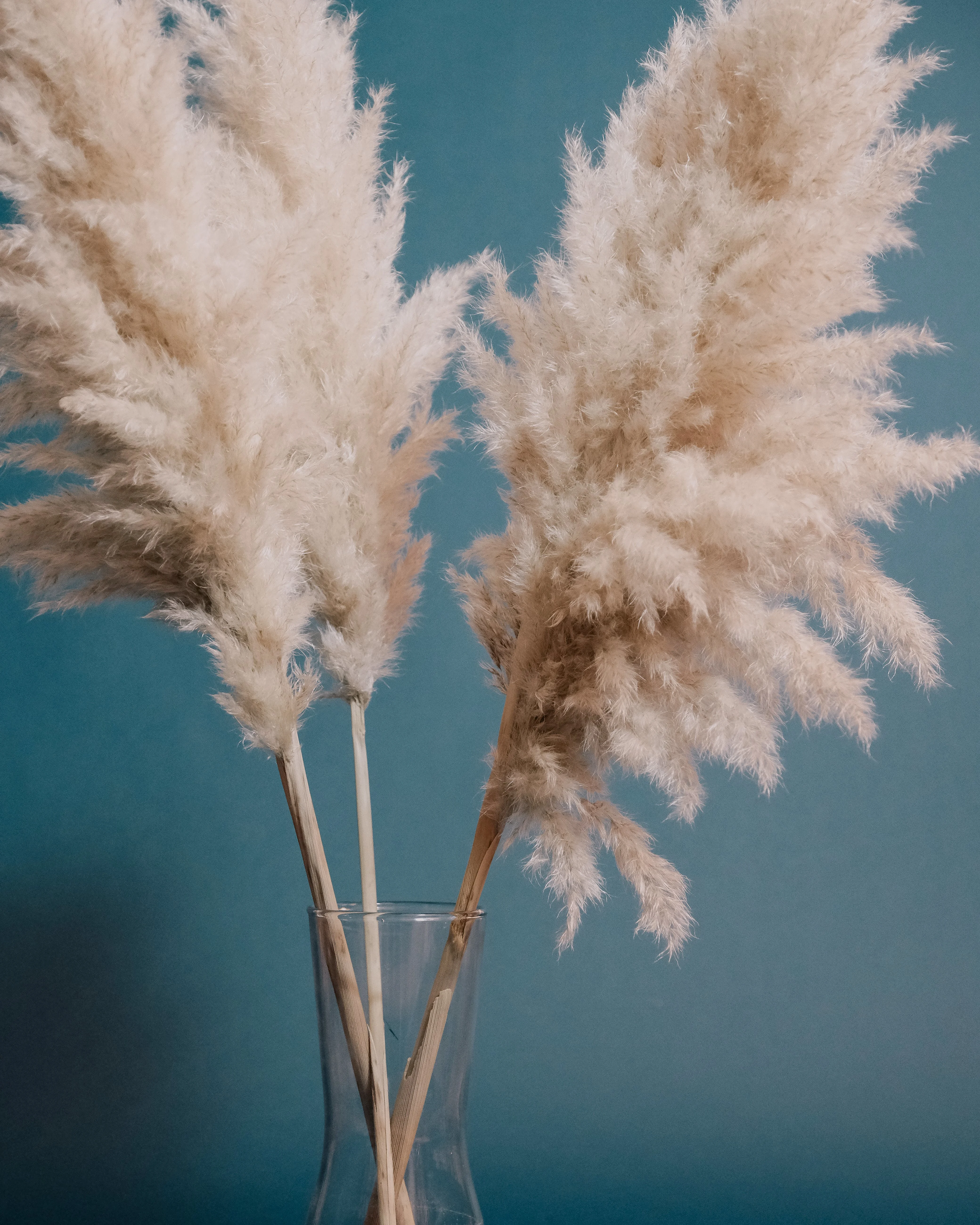 Free Cortaderia selloana plants with fluffy inflorescence plumes and thin stems placed in transparent glass vase on blue background Stock Photo