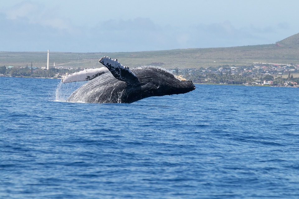 Free photos of Whales