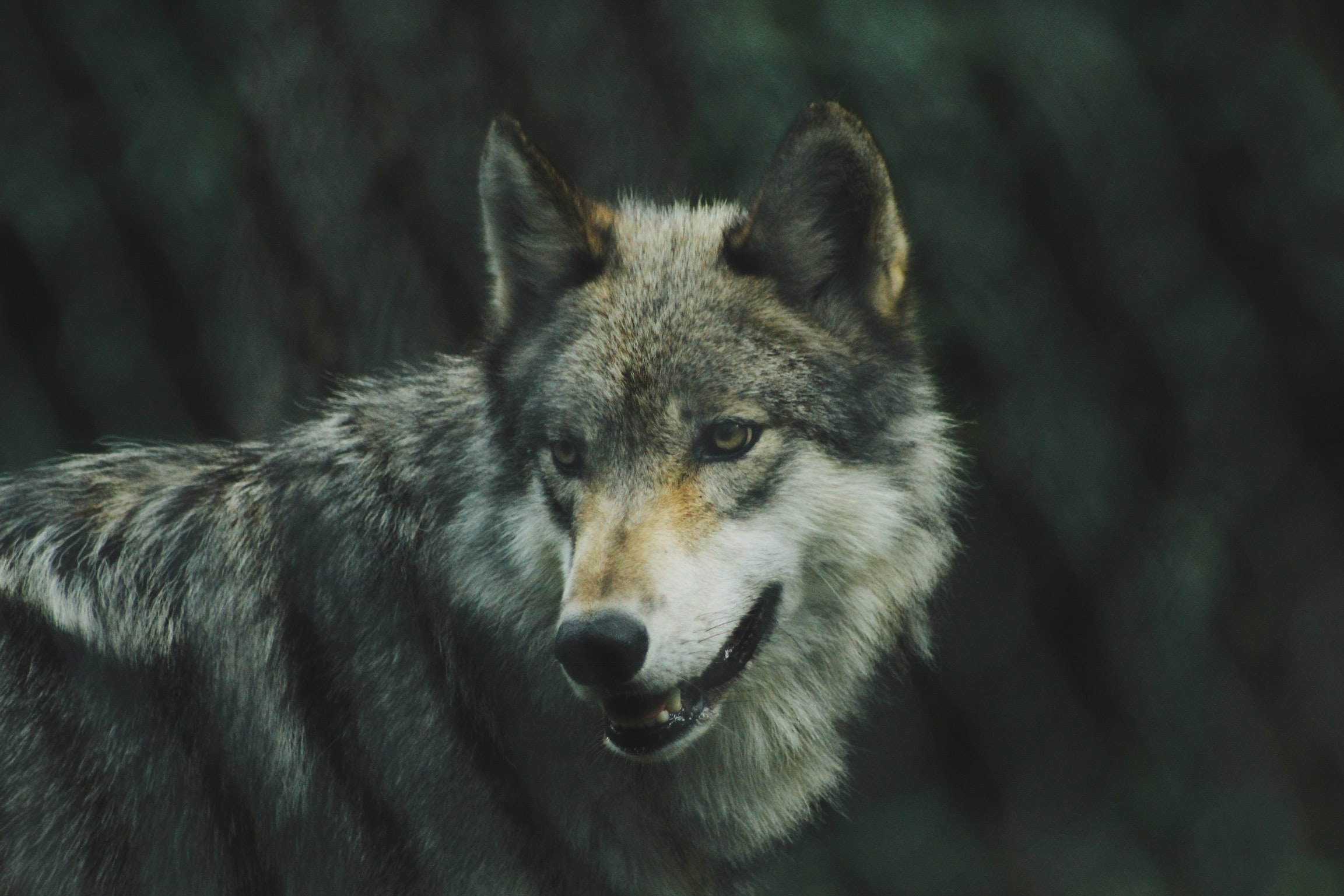 European Grey Wolf