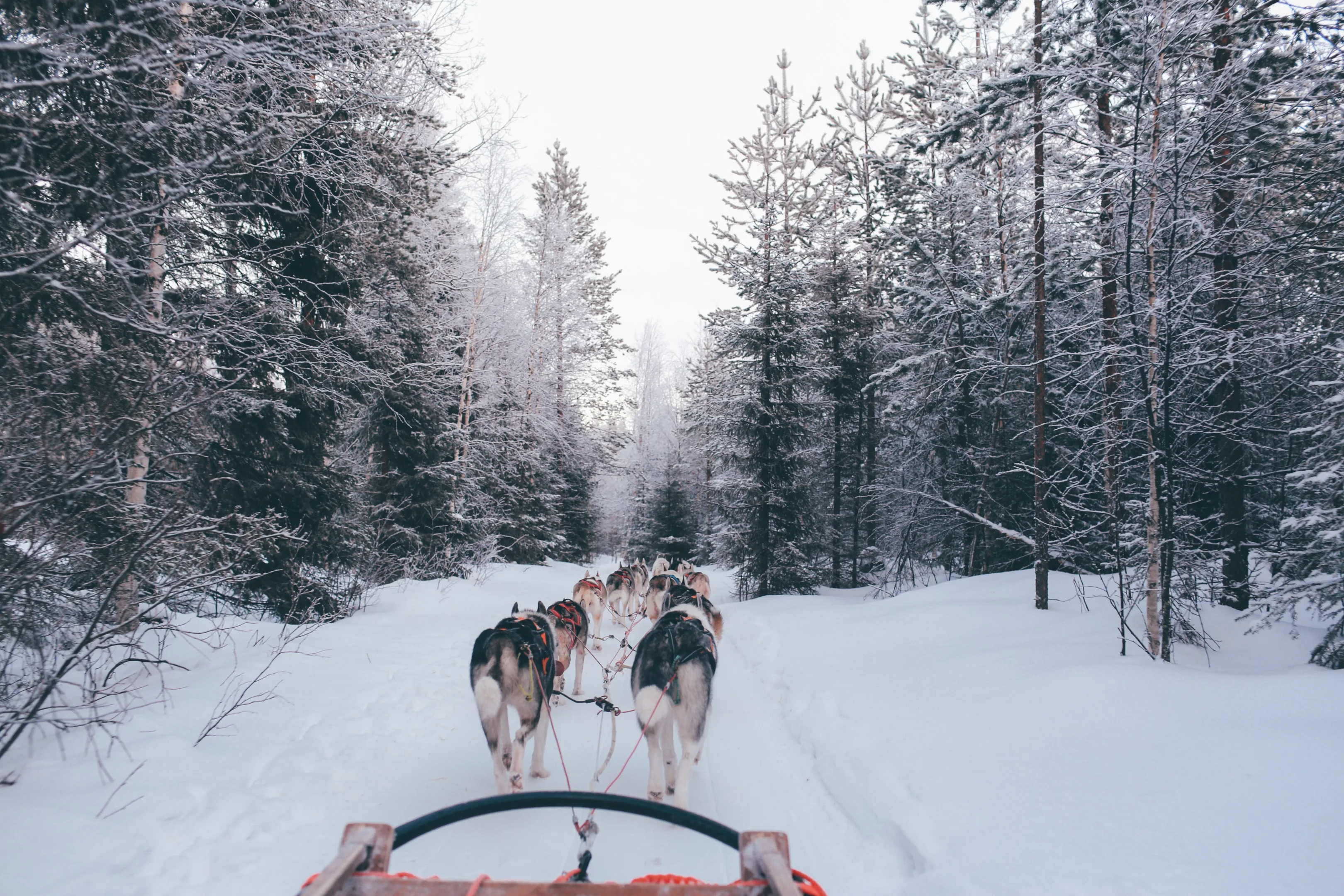 sled dogs, snow, forest