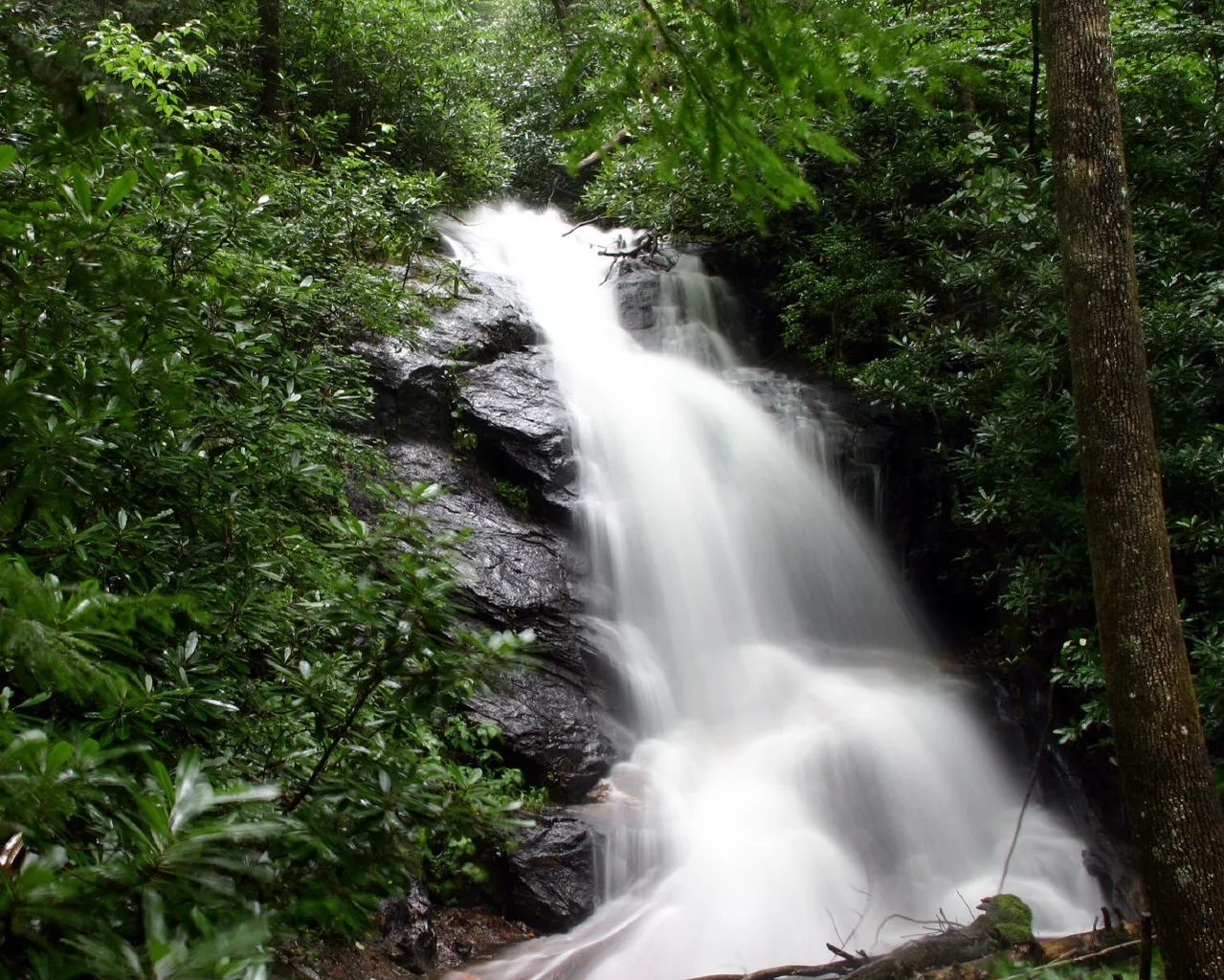      Gary Stevens from Asheville NC, CC BY 2.0, via Wikimedia Commons